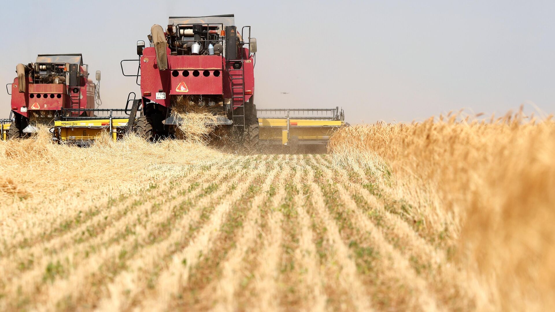 Урожай пшеницы