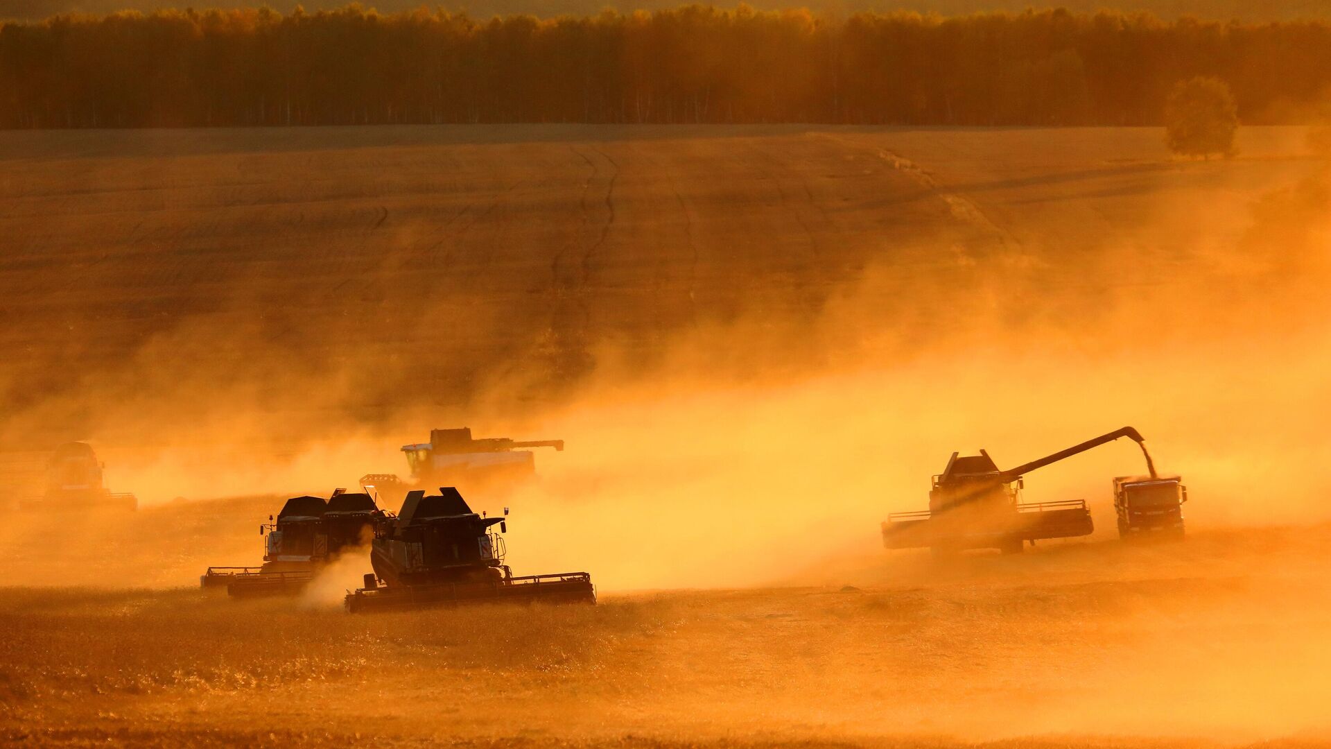 Урожай пшеницы в Красноярском крае