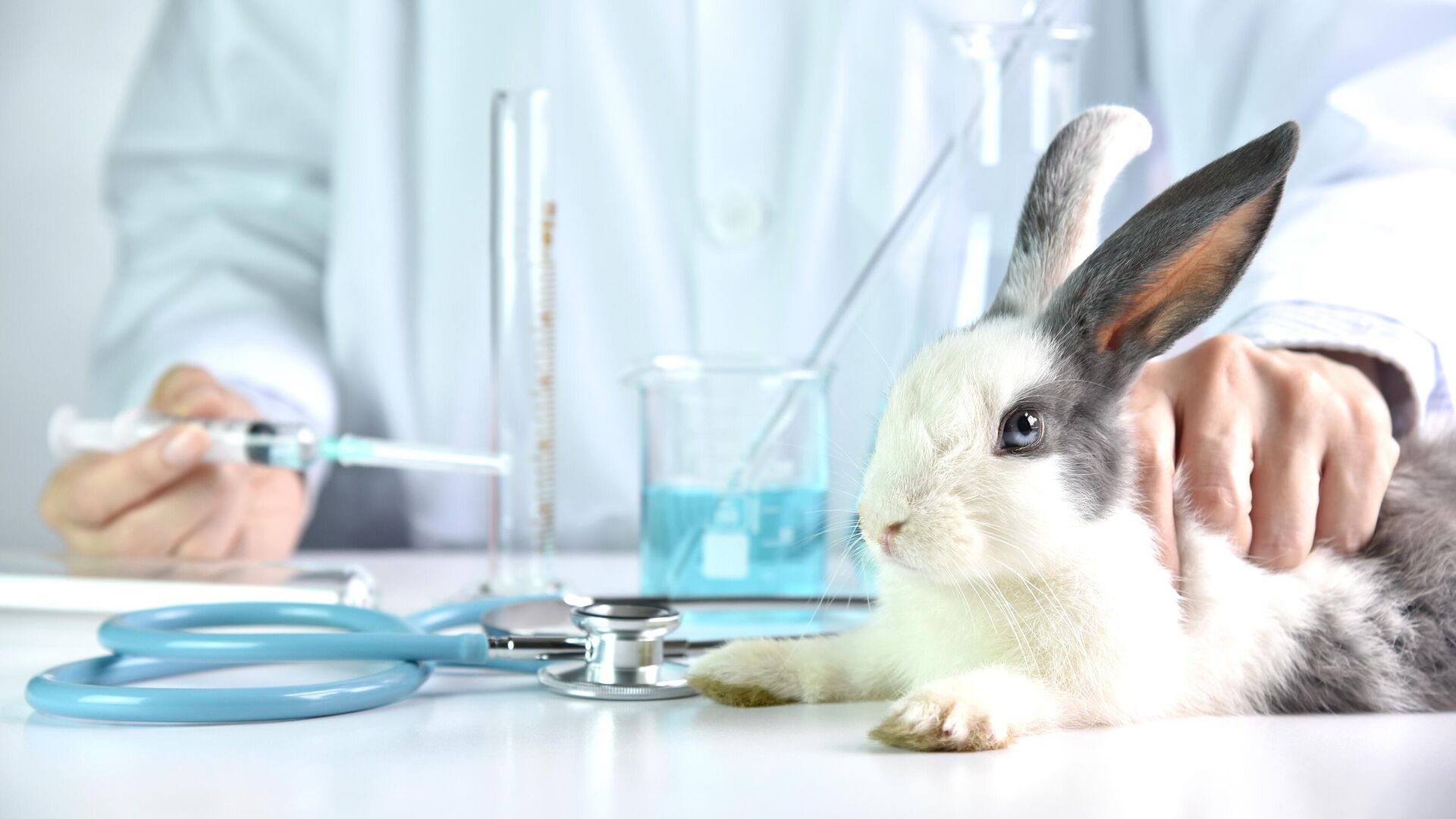 Кролик в лаборатории