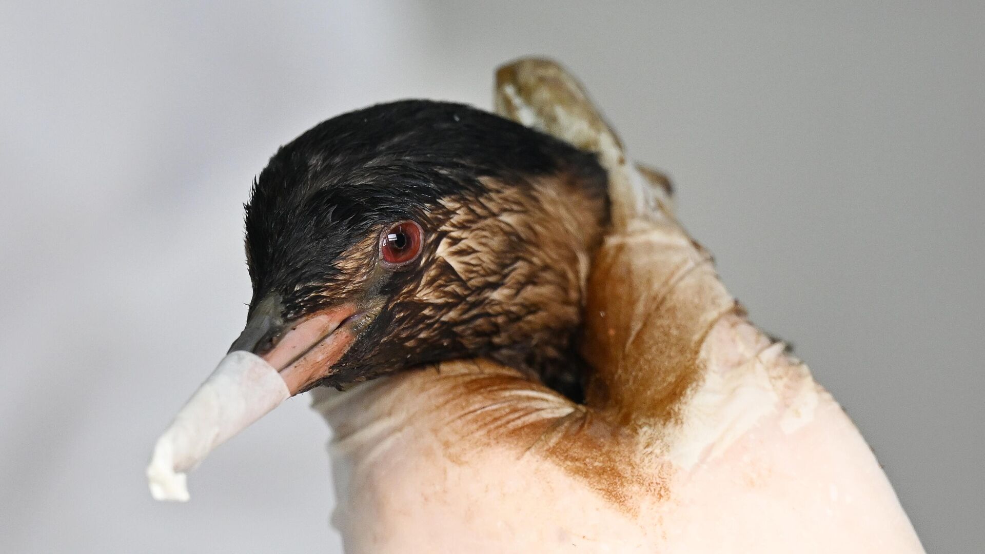 Птица, пострадавшая от разлива нефти у берегов Анапы