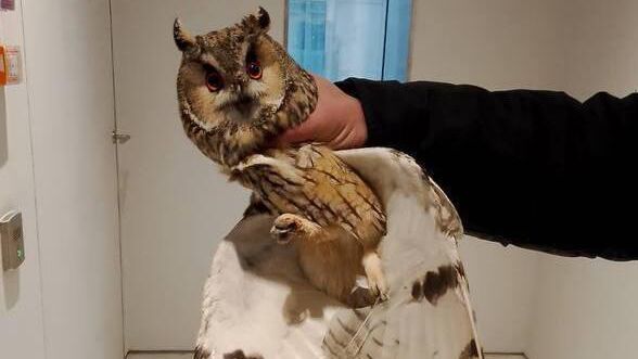 Сова, влетевшая в квартиру многоэтажного дома в Москве