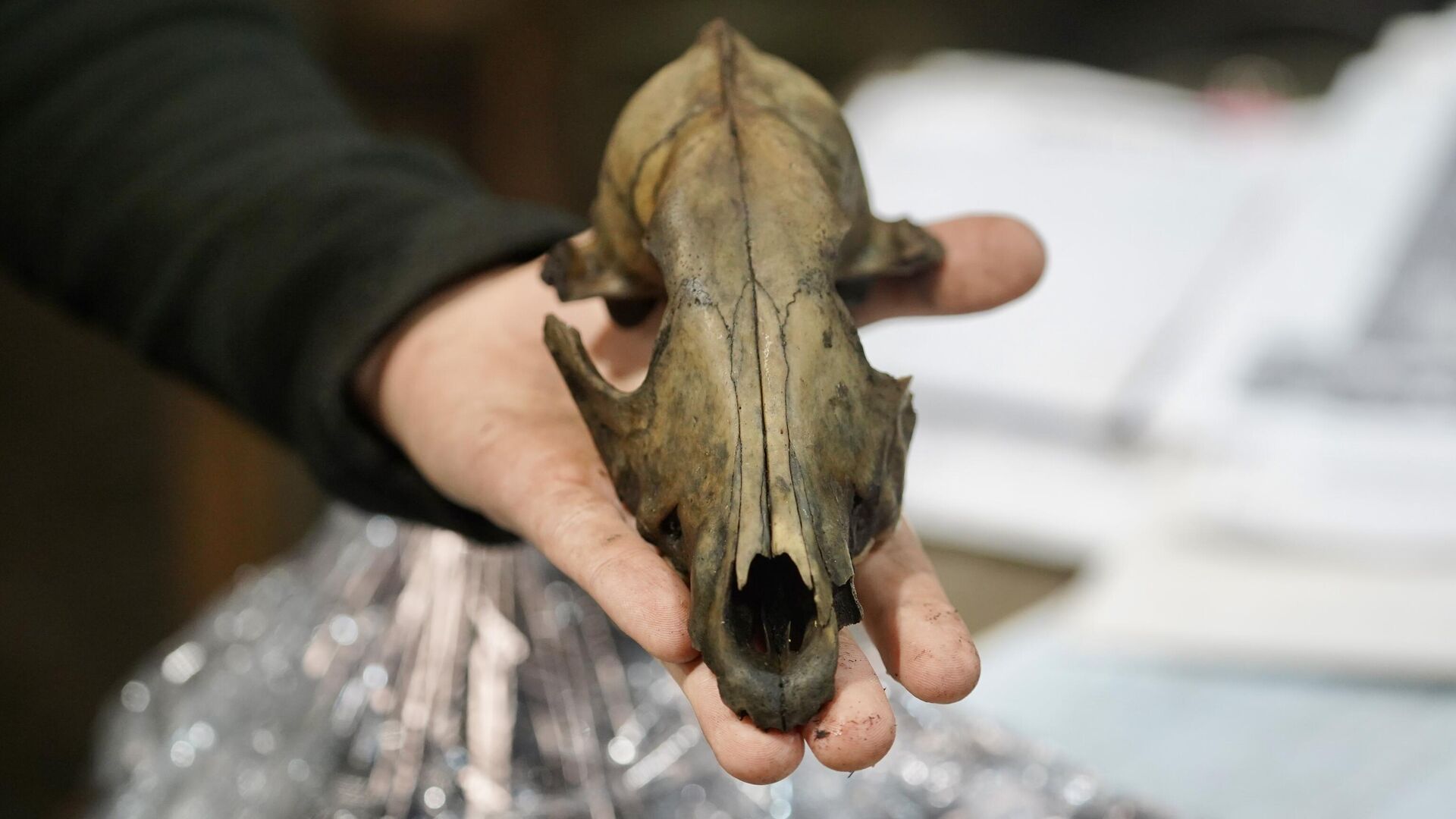 Череп собаки, найденный на Троицком раскопе