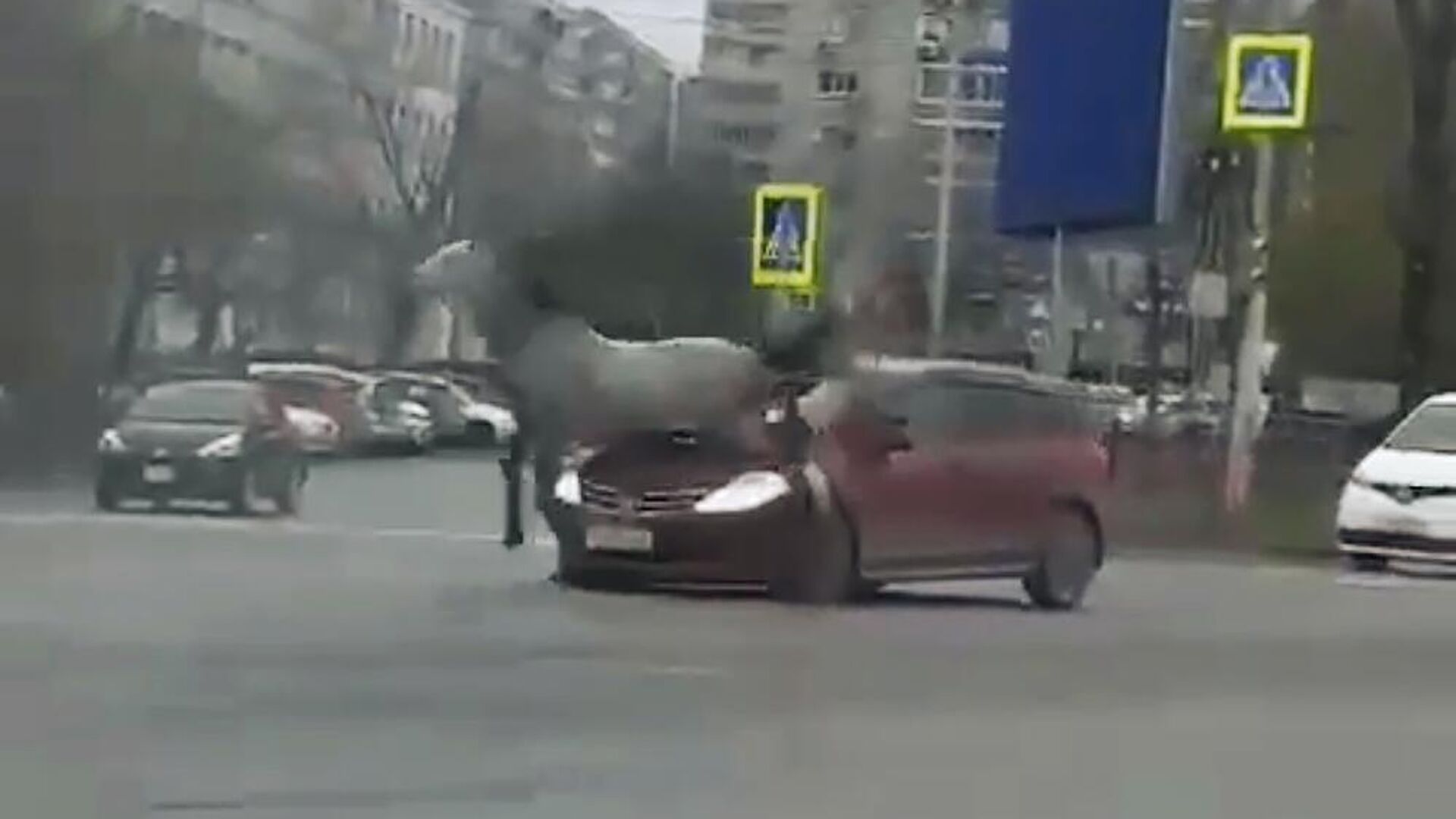 ДТП с участием лошади в Хабаровске