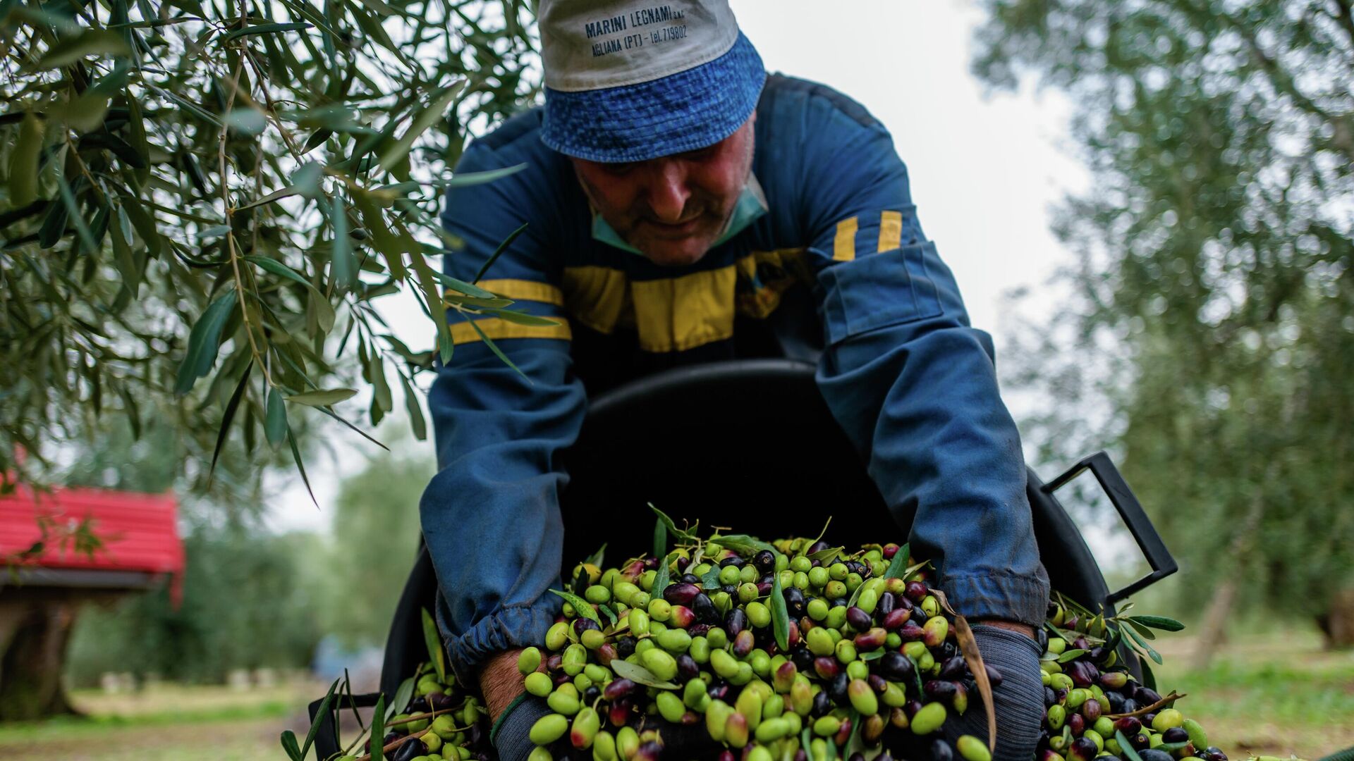 Мужчина собирает оливки в Мольфетте, Италия