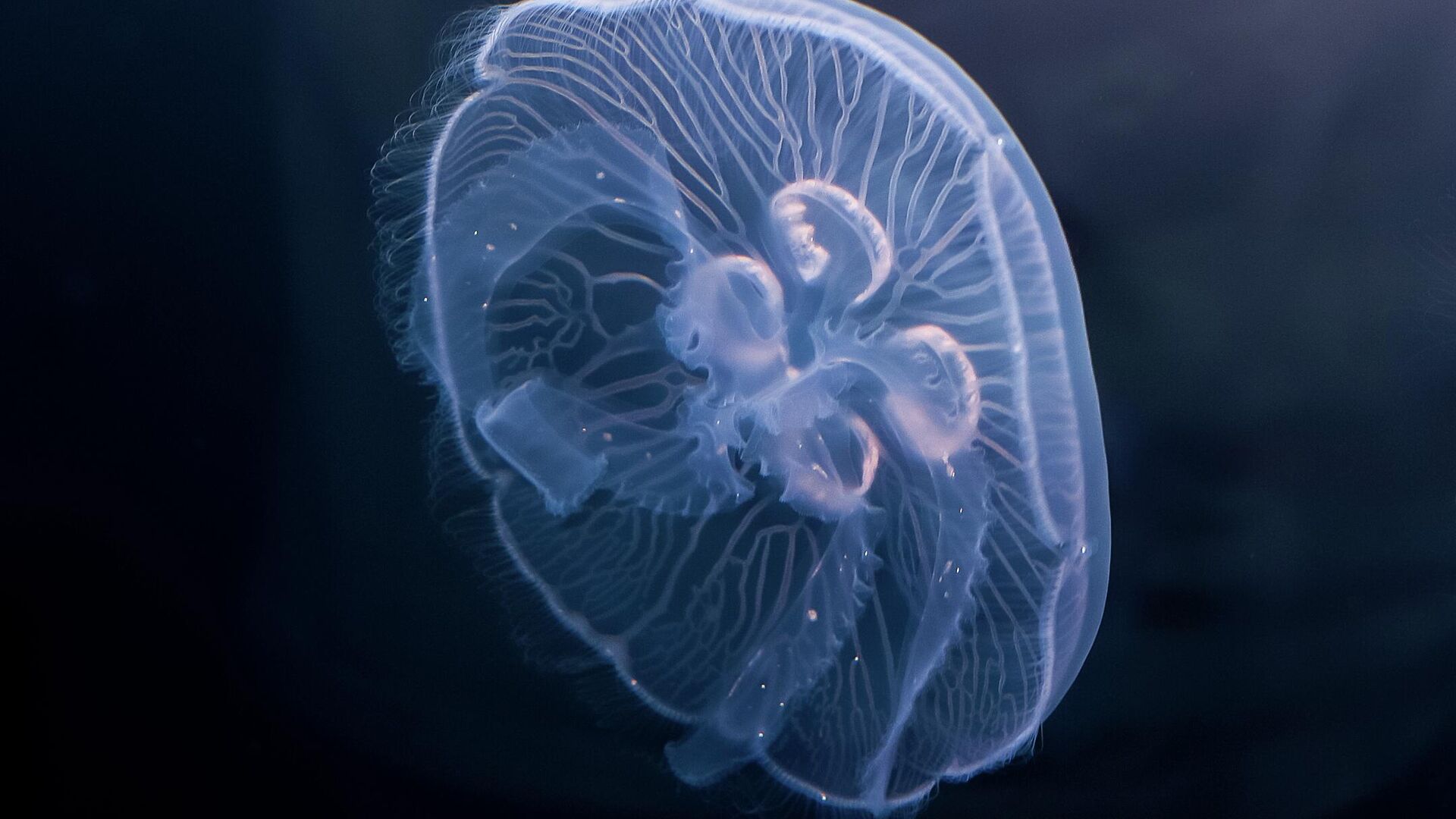 Медуза Аurelia aurita