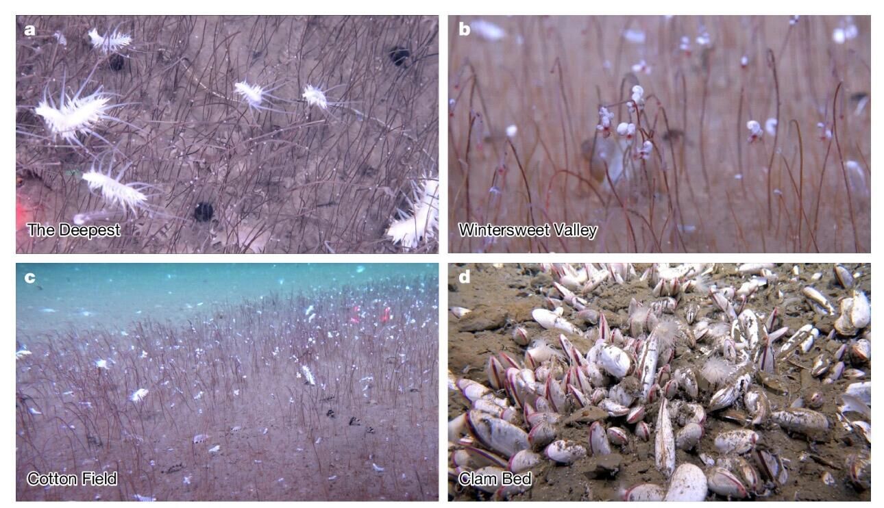 Колонии сибоглинидных полихетов (a-c) и двустворчатых моллюсков (d) на дне моря