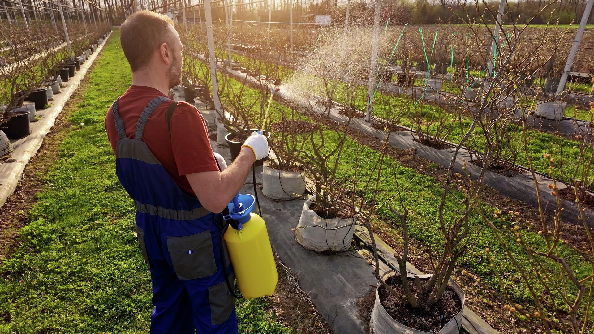 Обработка растений жидким удобрением