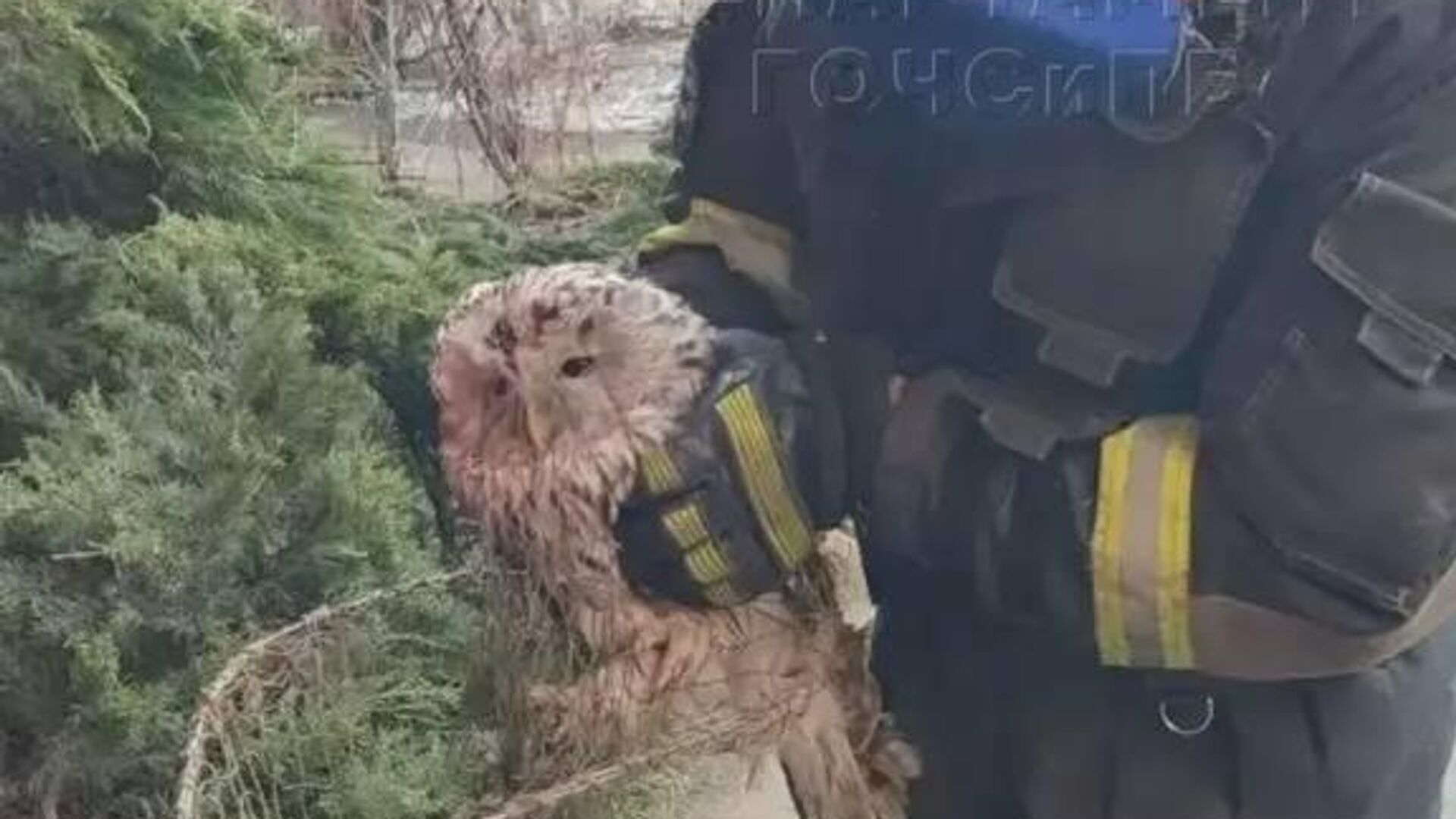 Спасение совы в Москве