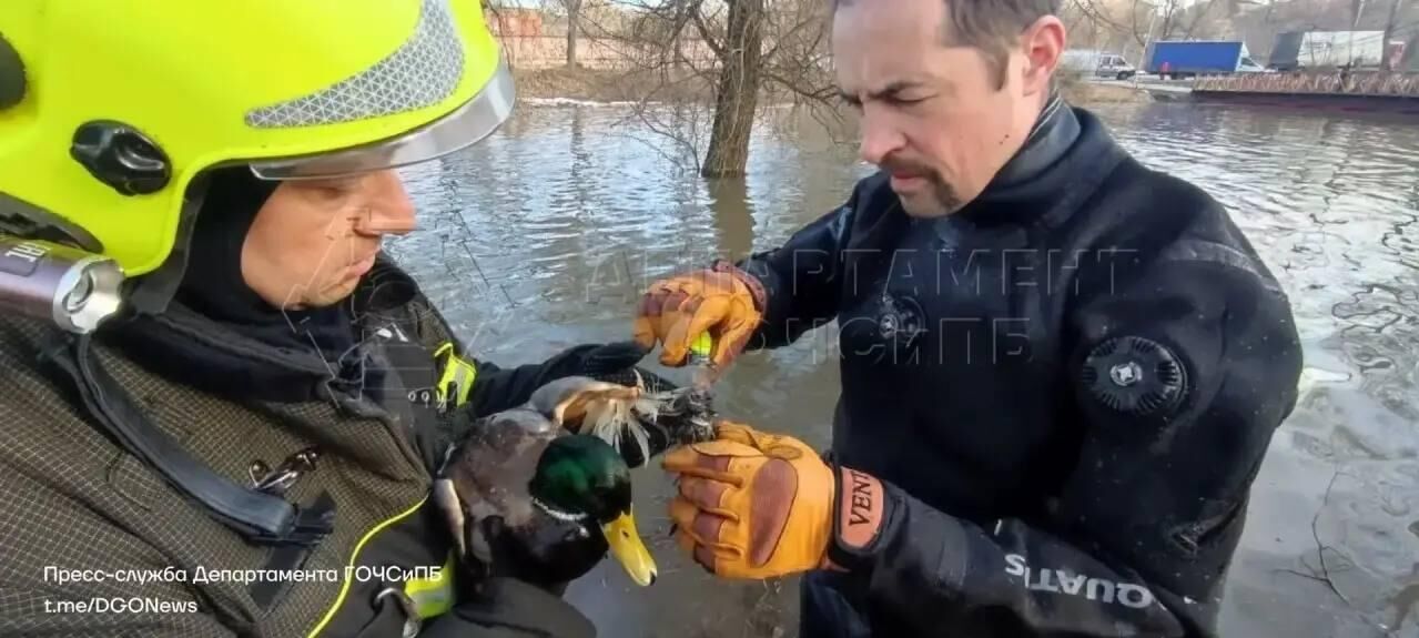 Утку с поврежденным крылом спасли в Москве