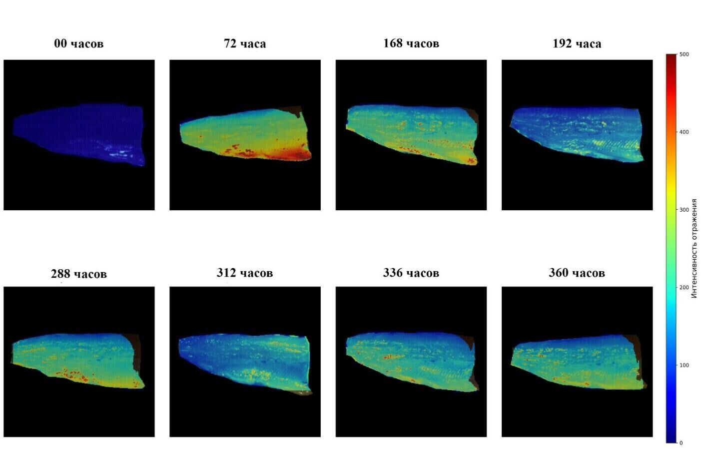 Отличие аромата филе рыбы в зависимости от срока хранения