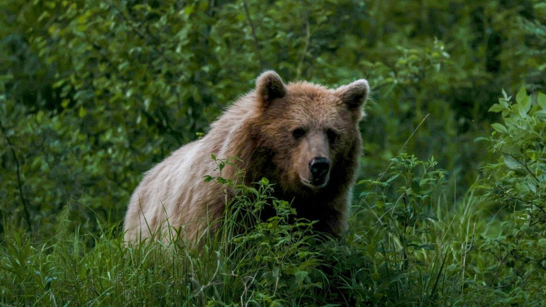 «Столовая для людоедов». Тайна нападений медведей на россиян раскрыта