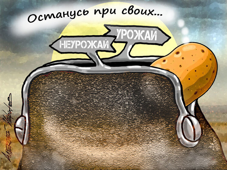 Сбор картофеля может снизиться: как это отразится на ценах